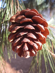 Brown daylight detail