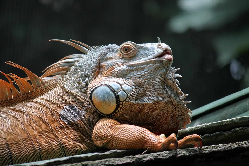 Animal beautiful image beautiful photo
