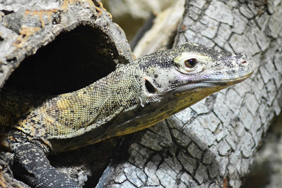 Animal biology camouflage