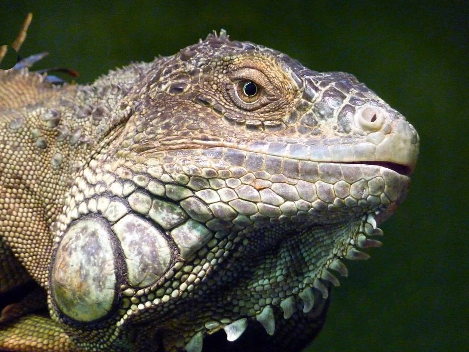Animal biology camouflage
