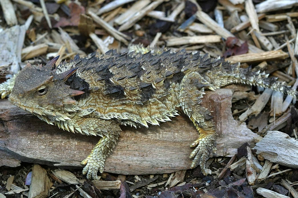 Amphibian animal biology