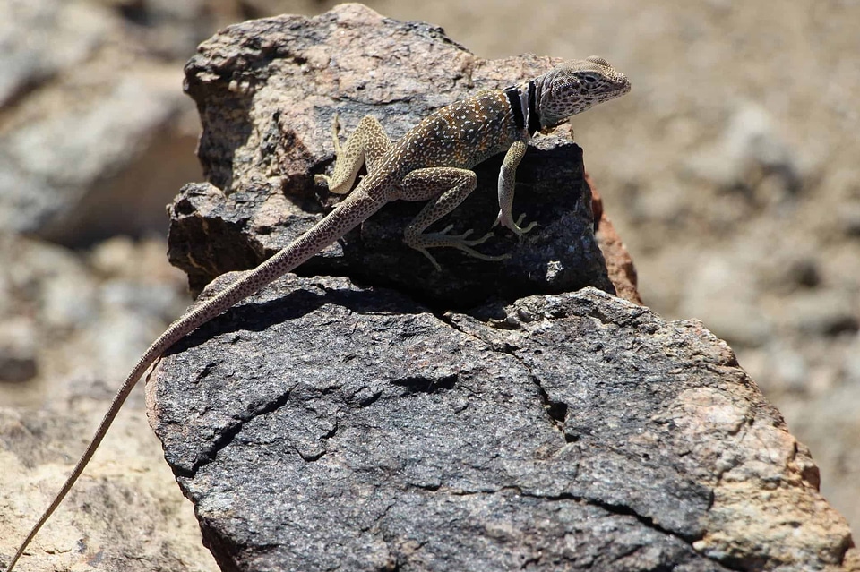 Animal biology camouflage