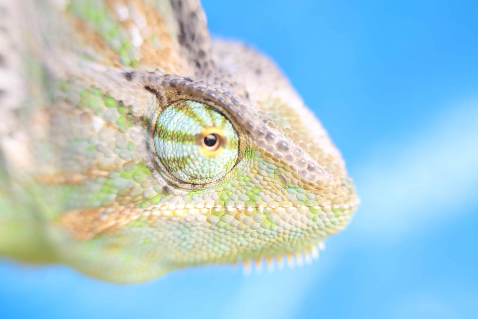 Animal biology camouflage