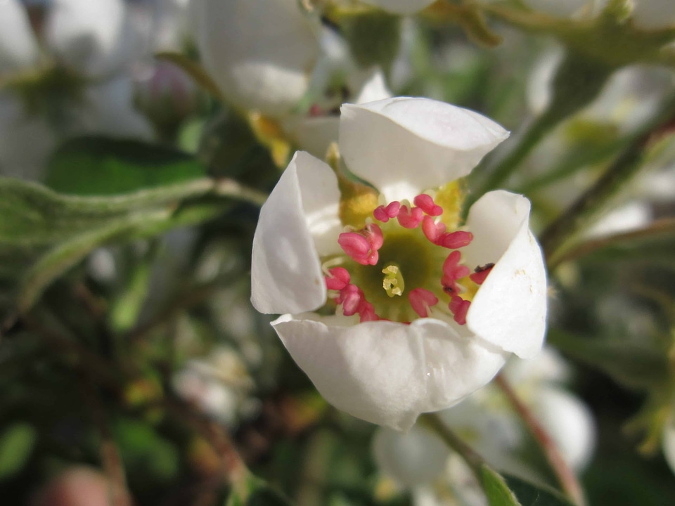 Beautiful Flowers bloom blooming