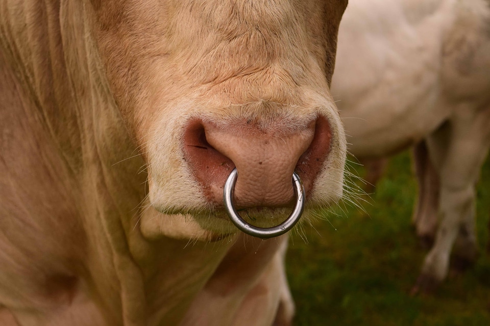 Animal bovine cattle