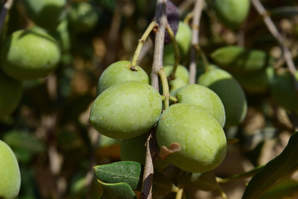 Branch diet food