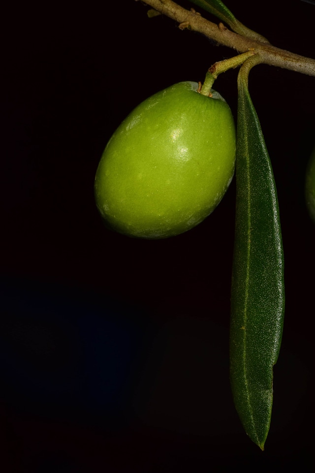 Branch darkness diet