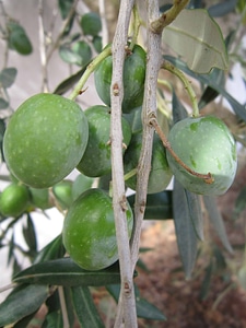 Agriculture branch diet