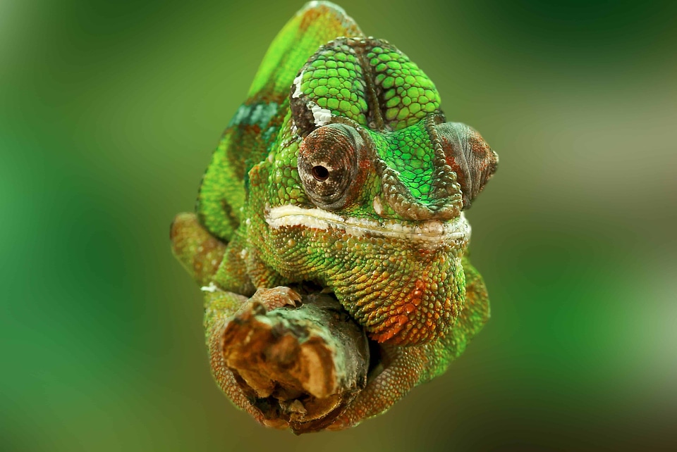 Animal animals beautiful image