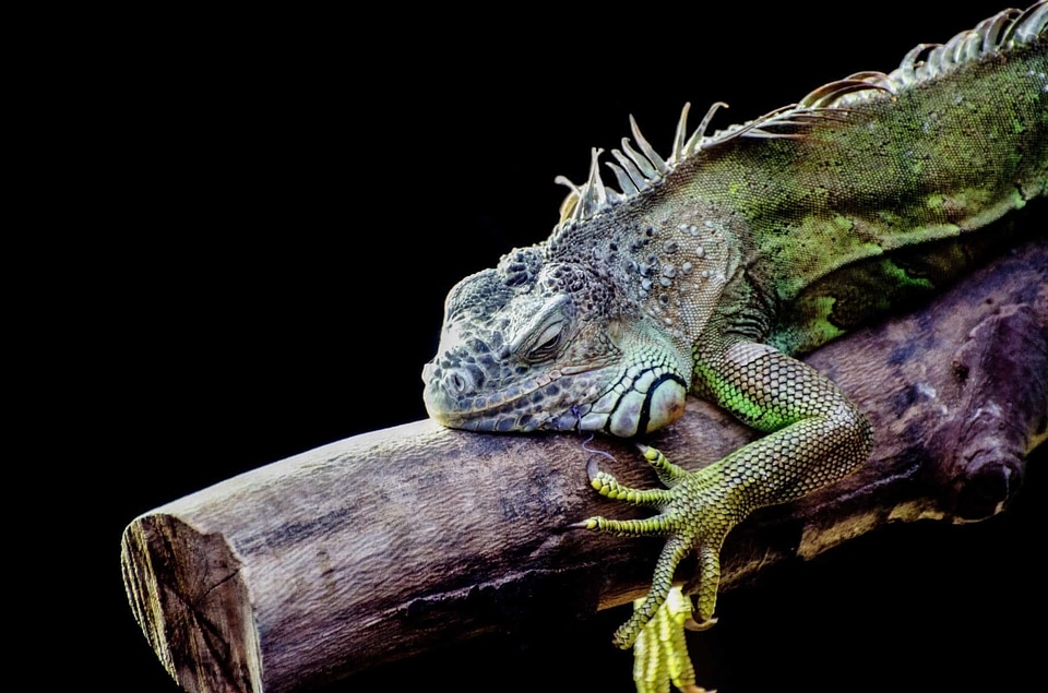 Animal beautiful image beautiful photo
