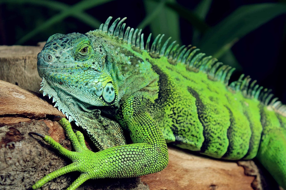 Animal beautiful photo biology