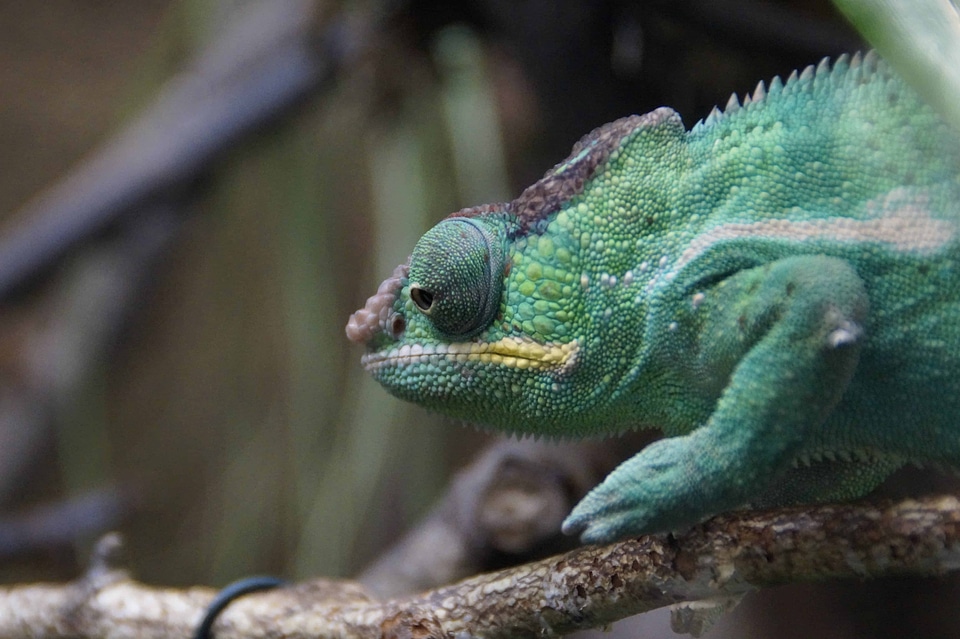 Animal biology camouflage