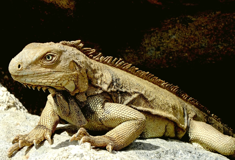 Animal biology camouflage