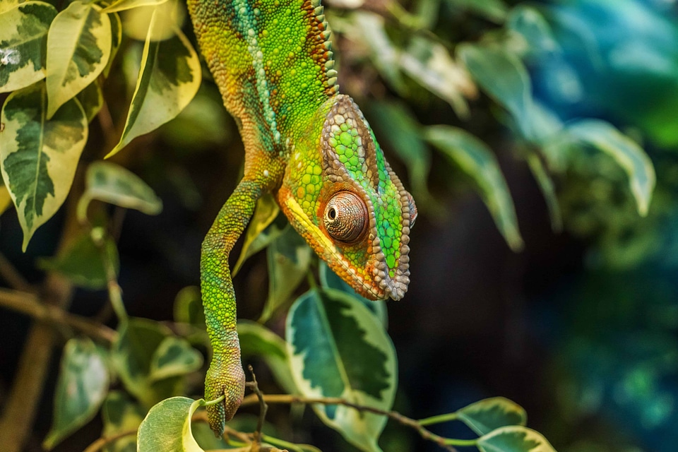 Animal beautiful photo biology