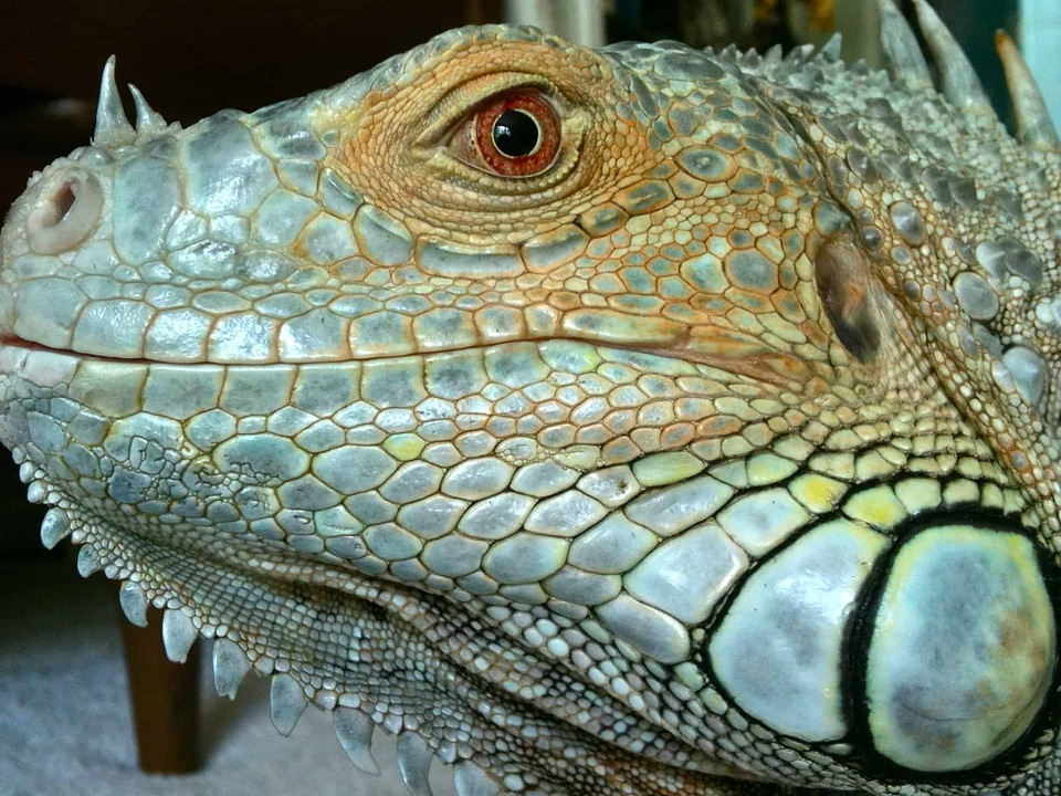 Animal beautiful photo biology