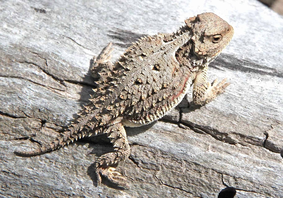 Animal biology camouflage