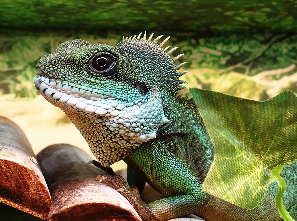 Animal beautiful photo biology