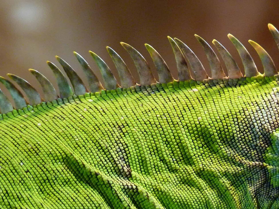 Animal biology camouflage