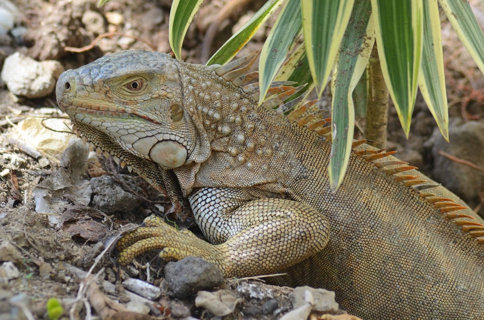 Animal biology camouflage photo