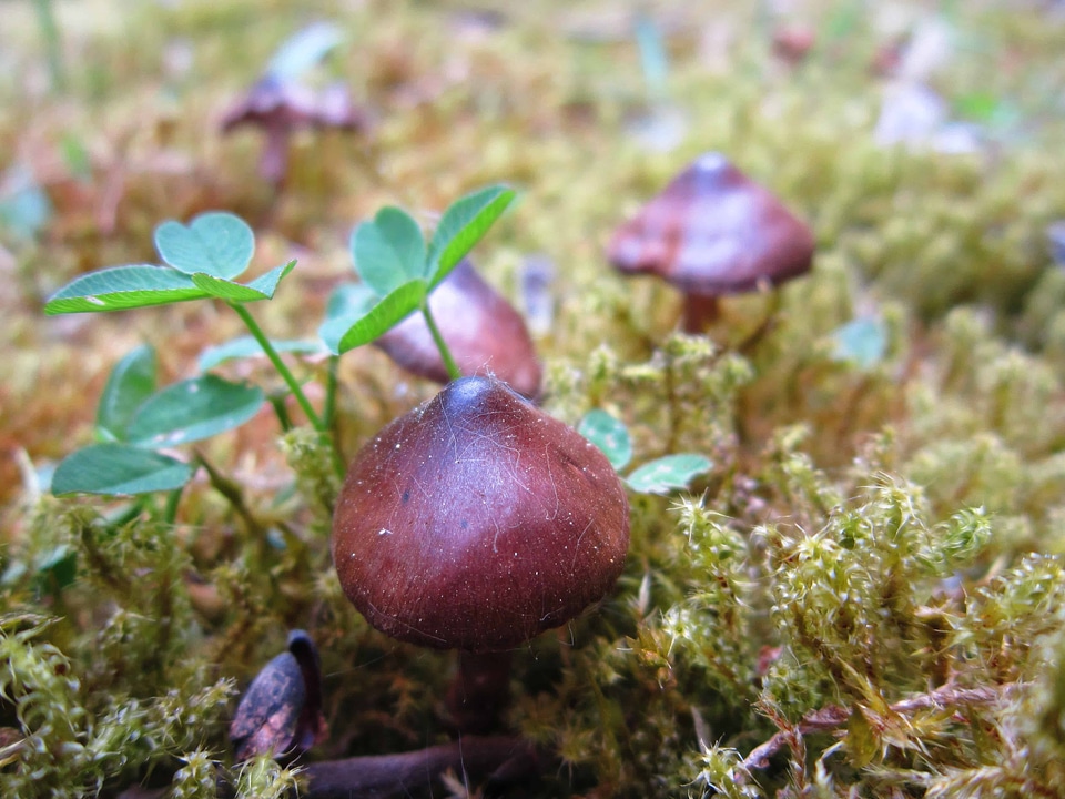Flora foliage fungus