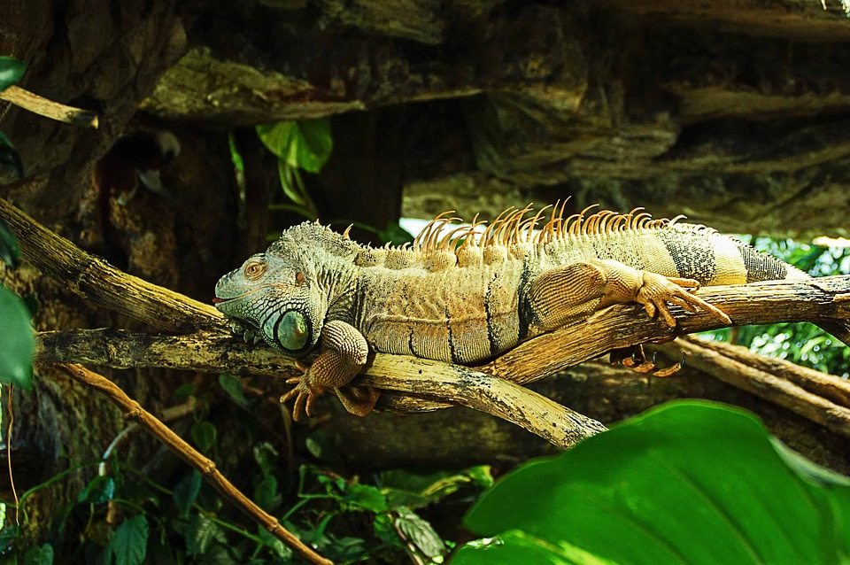 Animal biology camouflage