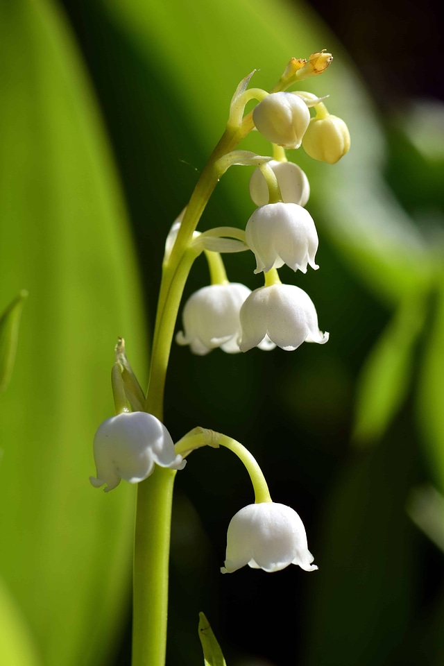 Beautiful Flowers blooming blossom