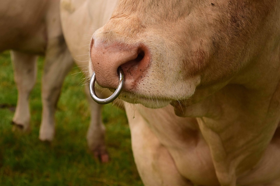 Animal bovine cattle