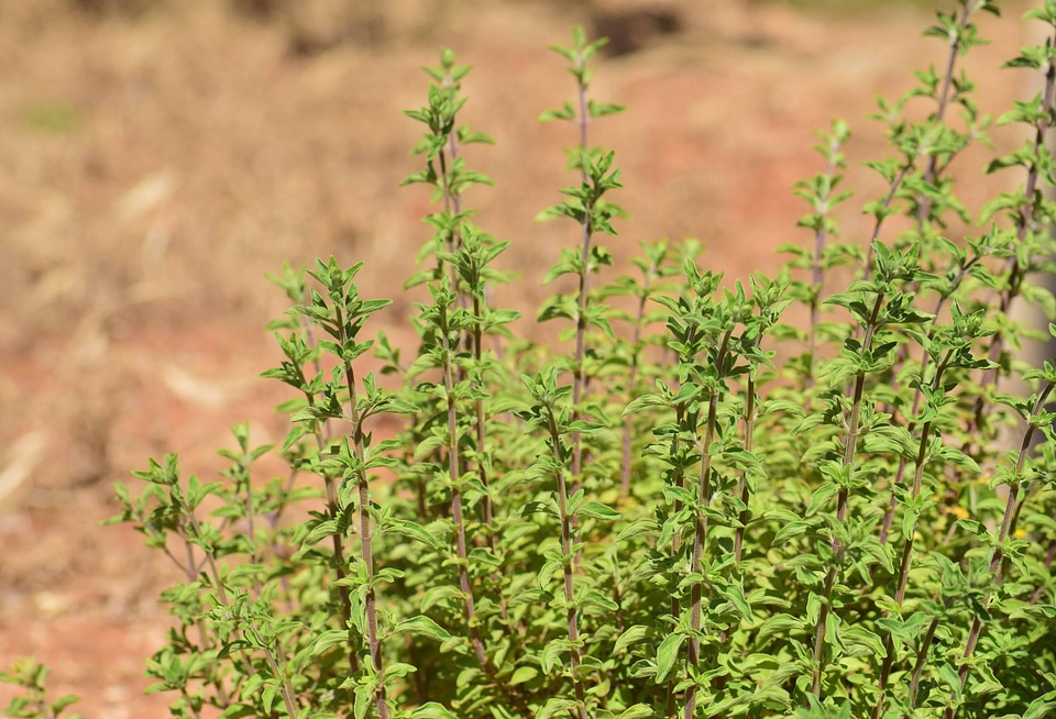 Field flora foliage