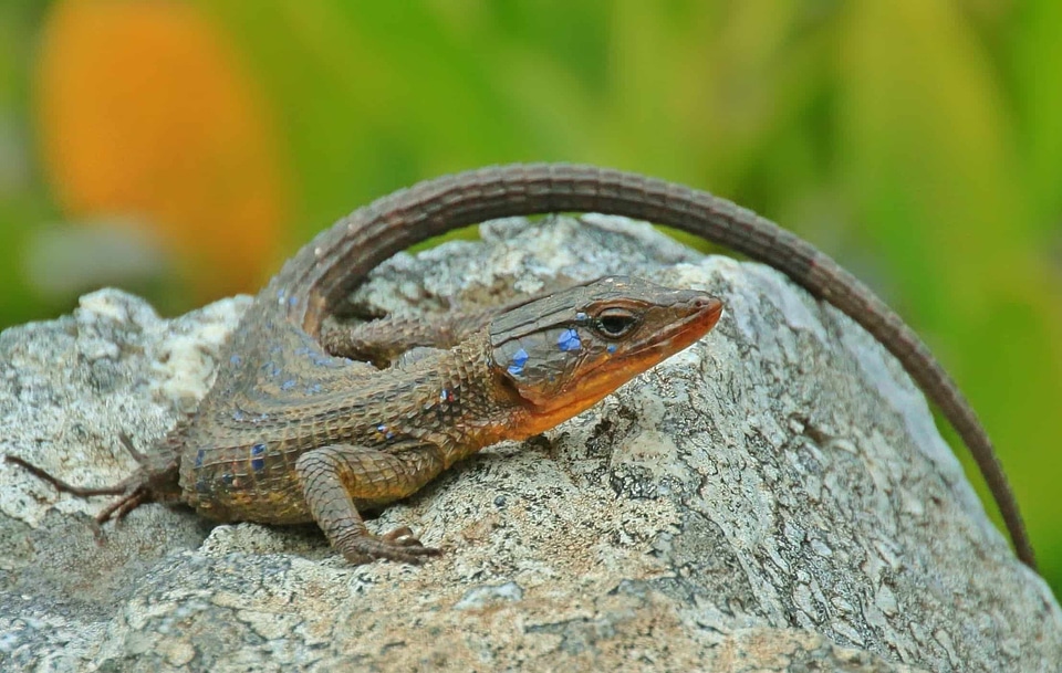 Animal biology camouflage photo