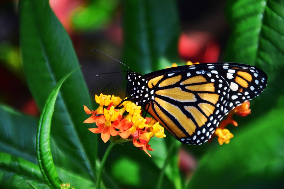 Animal arthropod beautiful