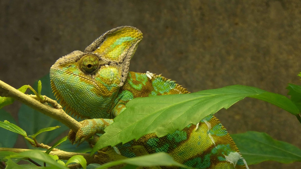 Animal biology camouflage