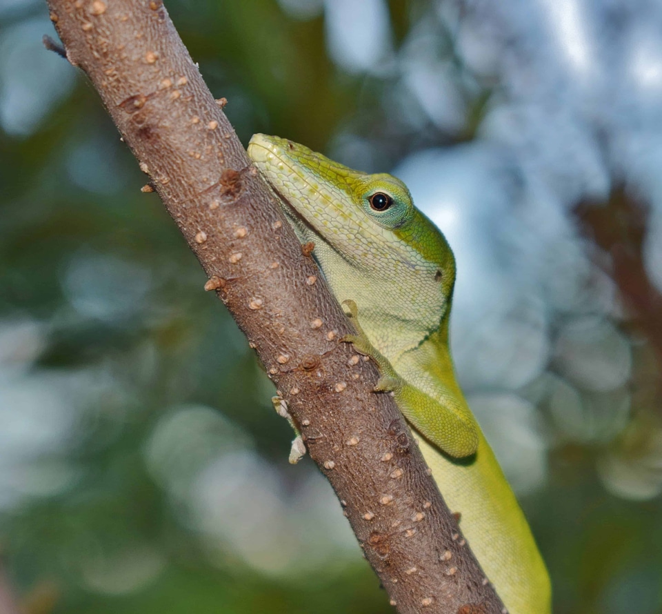 Animal biology branch photo