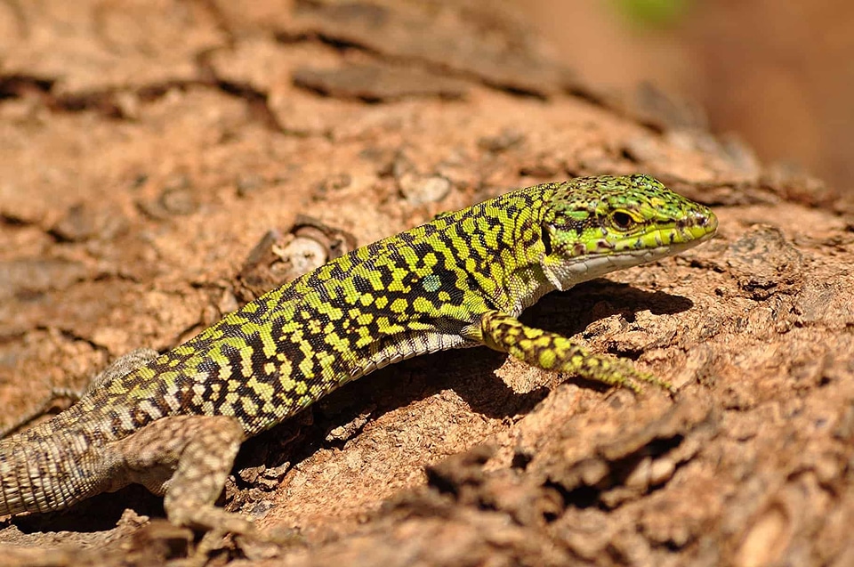 Animal beautiful photo biology