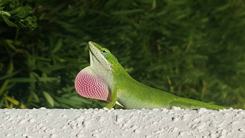 Animal biology camouflage photo