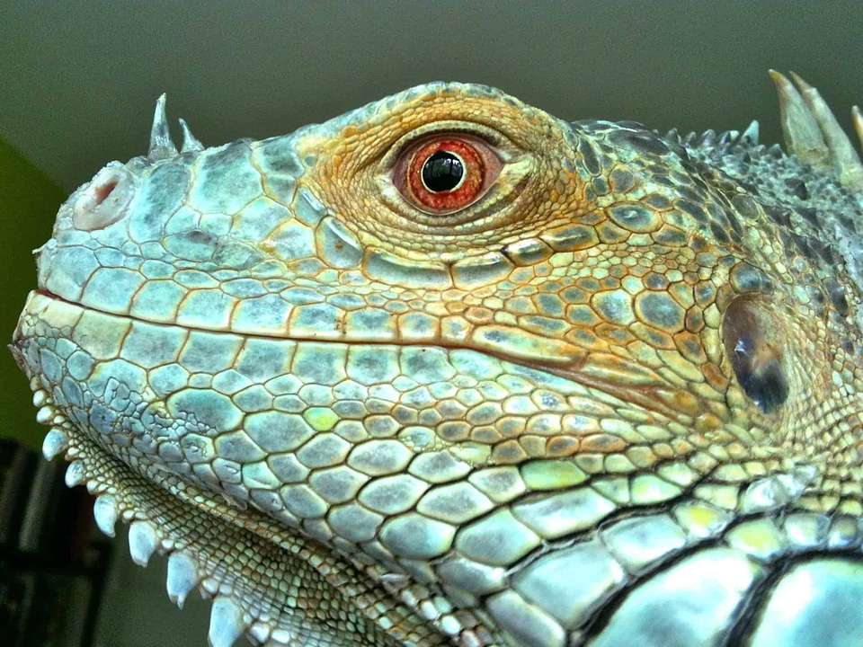Animal beautiful photo biology