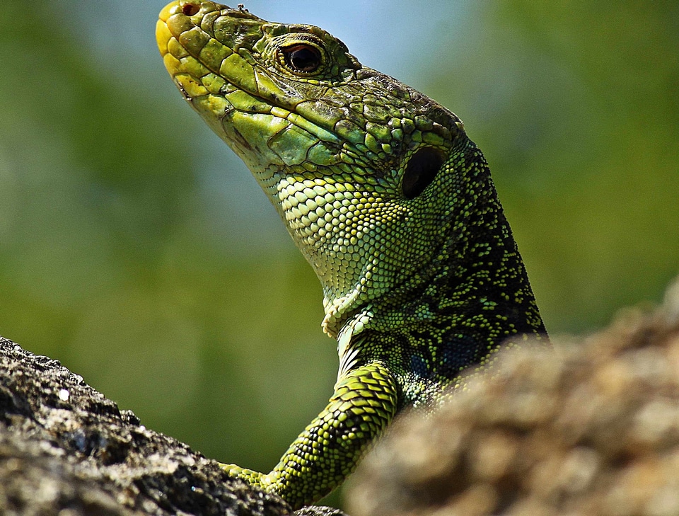 Animal biology camouflage