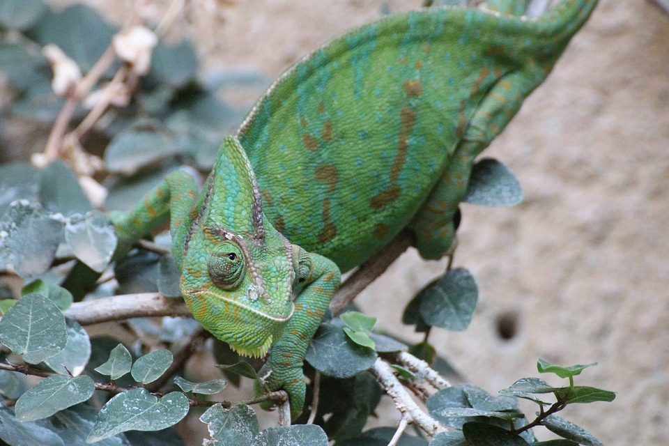 Animal biology camouflage