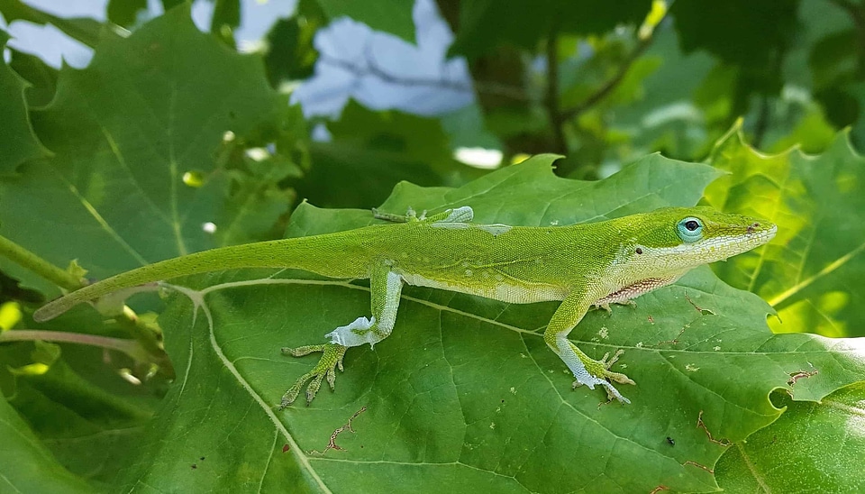 Animal biology camouflage photo