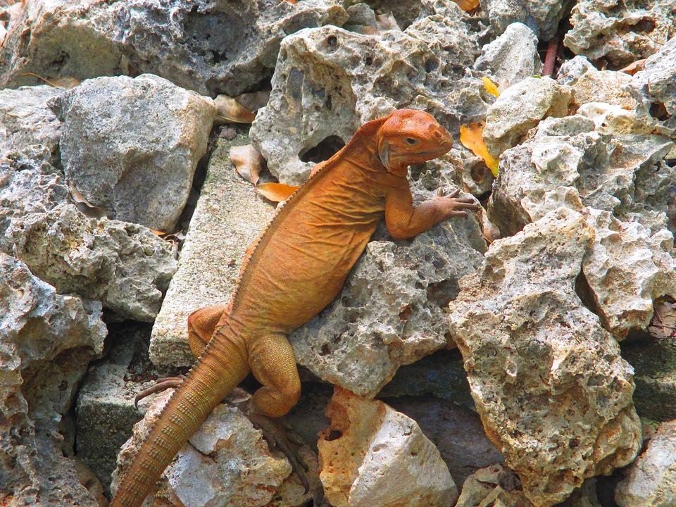 Animal biology camouflage