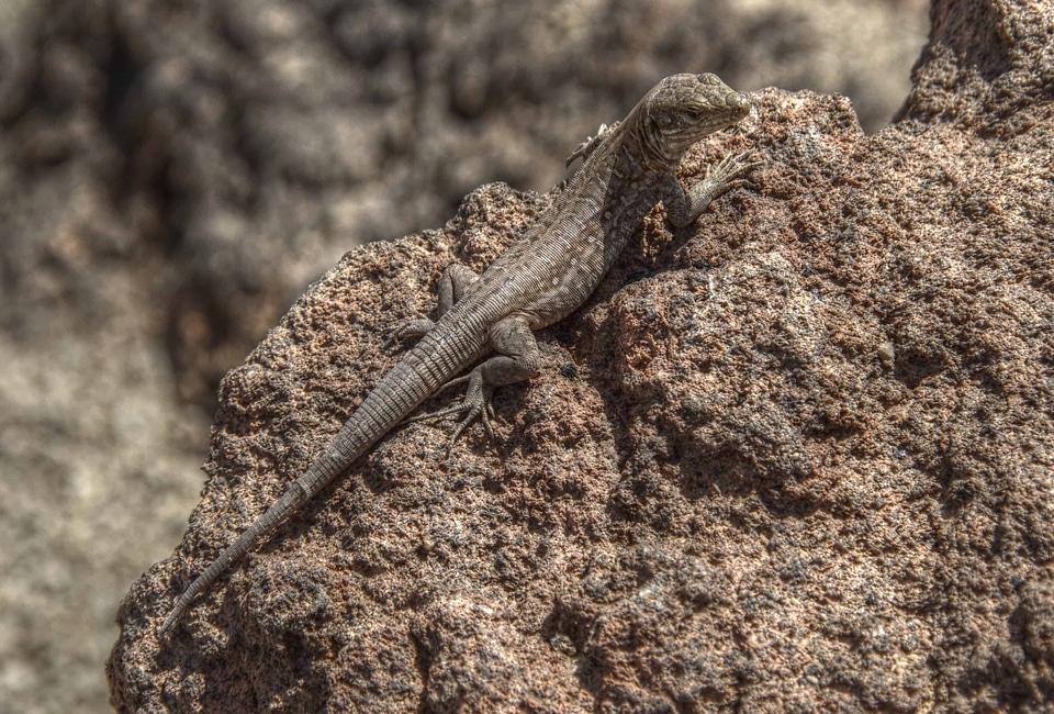 Animal biology camouflage photo