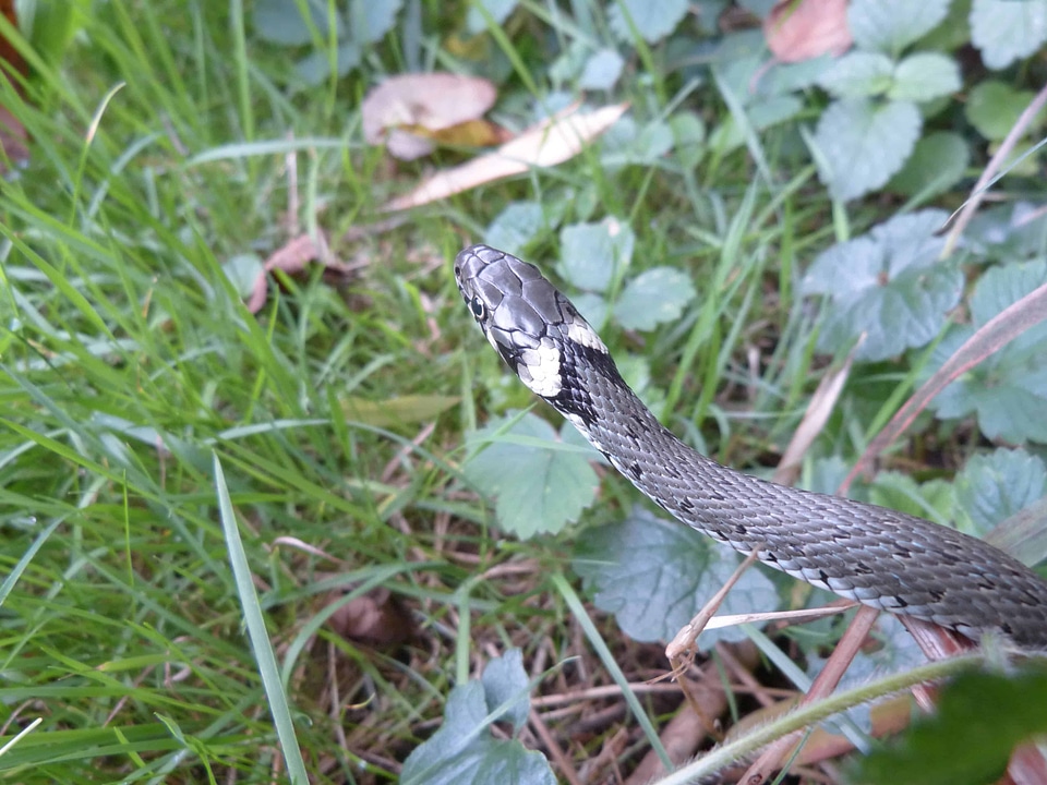 Animal biology camouflage