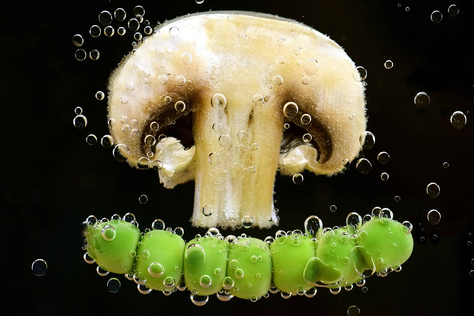 Bubble decoration flora