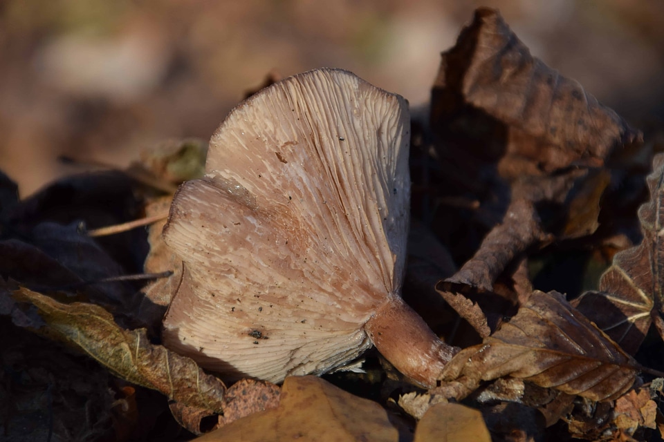 Flora fungus herb