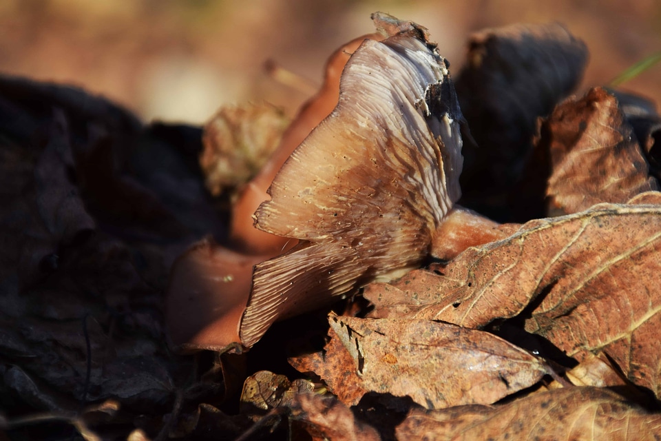 Autumn autumn season branch