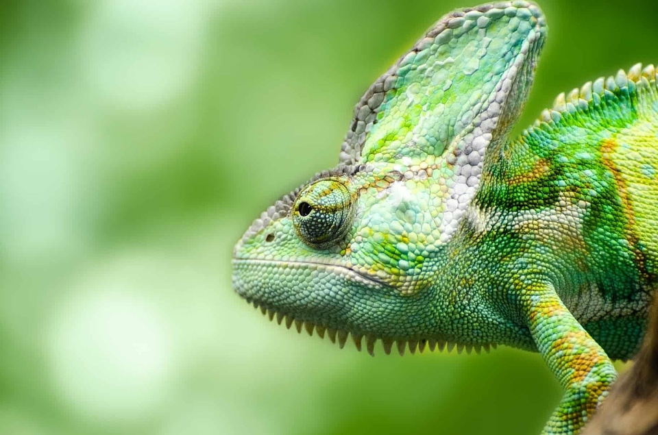 Animal beautiful image beautiful photo