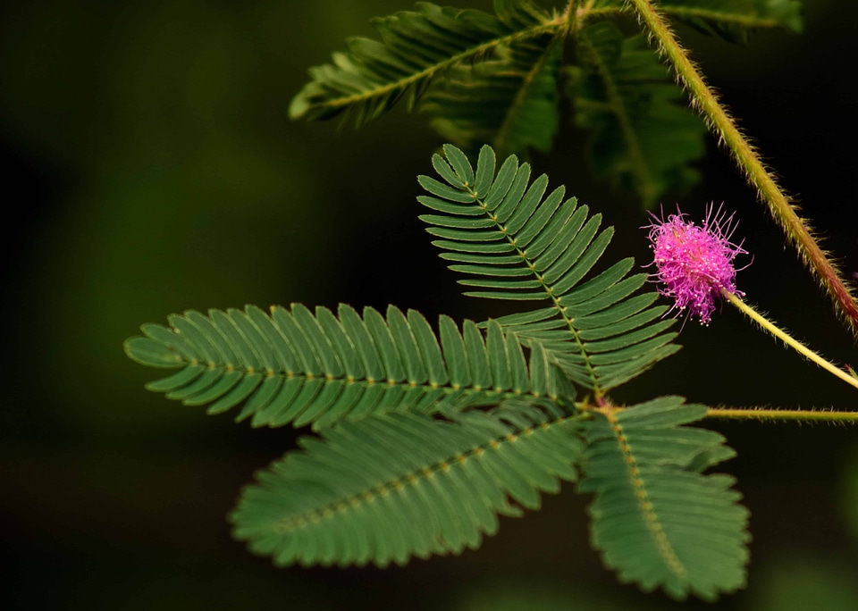 Branch climate ecology