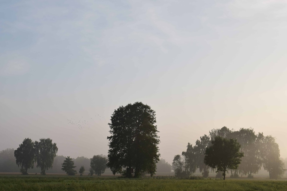 Dawn daylight field