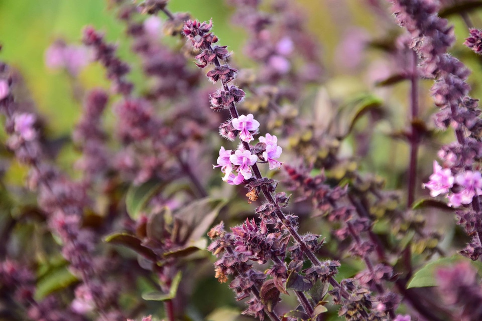 Beautiful Flowers blooming blossom