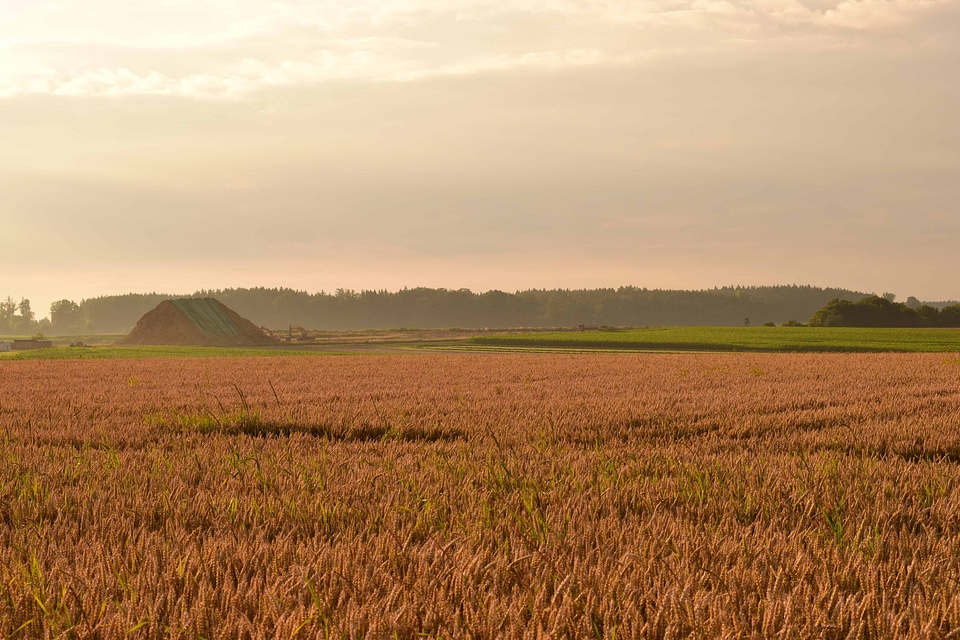 Agriculture cereal cloud