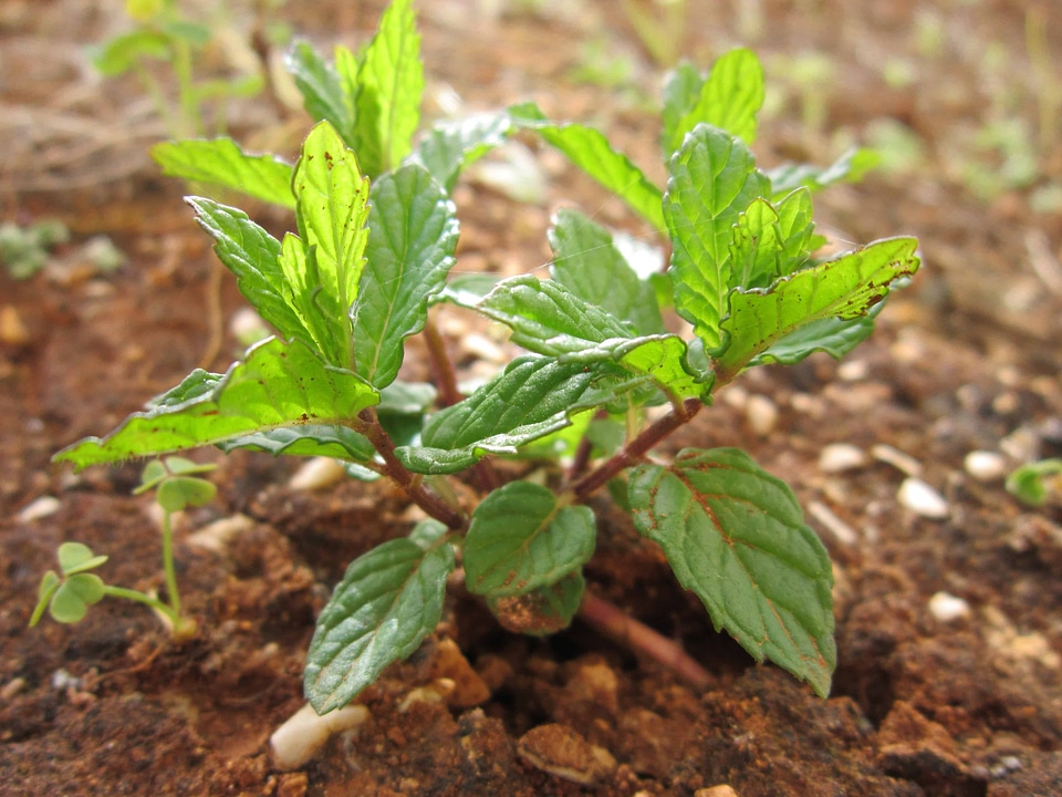 Agriculture diet flora